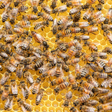 Royal Bee Plan - Spring 2023